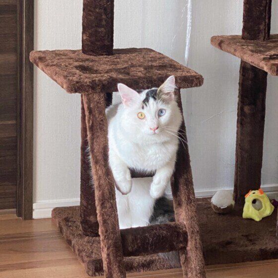 階段にハマっているレオちゃん