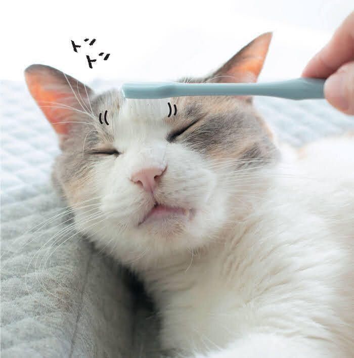 猫の眉間を歯ブラシでトントン