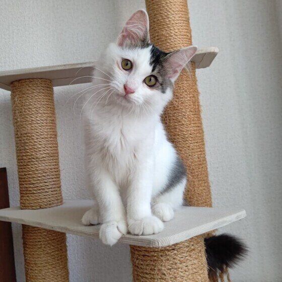 首を傾げて座る黒白猫