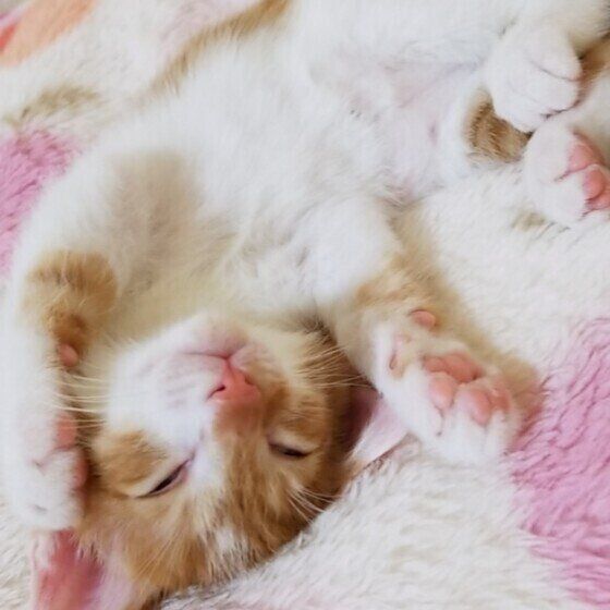 へそ天で眠る茶白猫