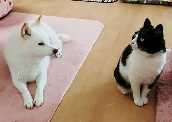 柴犬と猫