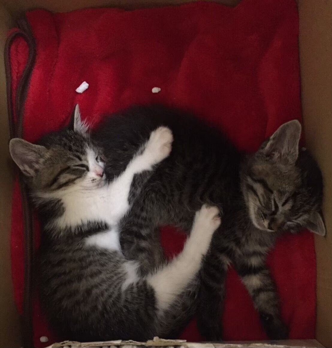 2匹の生後2カ月頃の子猫