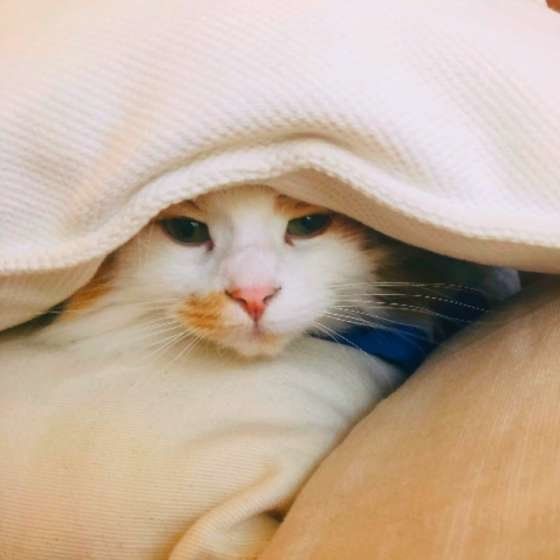 クッションに埋もれるノルウェージアンフォレストキャット