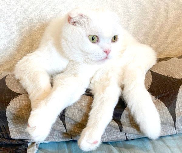 謎の座り方をするむくちゃん