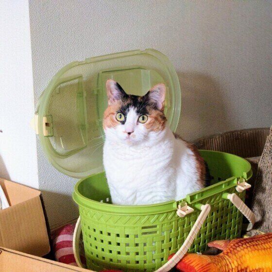 Mix（ミケ）のルビーちゃん♪