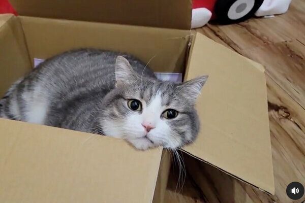 こちらをじっと見るシオちゃん