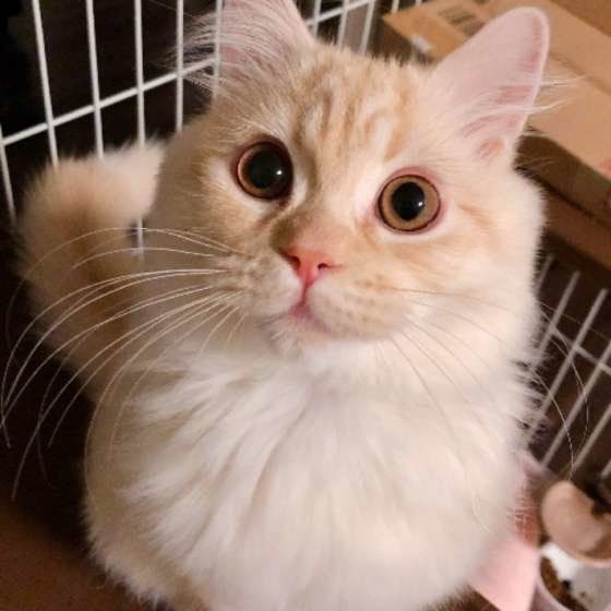 まんまるお目のラガマフィン