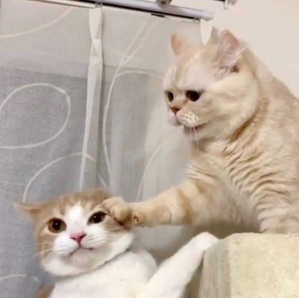 キャットタワーをめぐる争いをする、アメリカンカールとスコティッシュフォールド