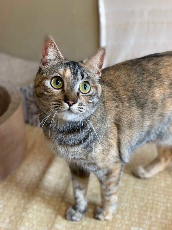 キジトラのゆめまるちゃん