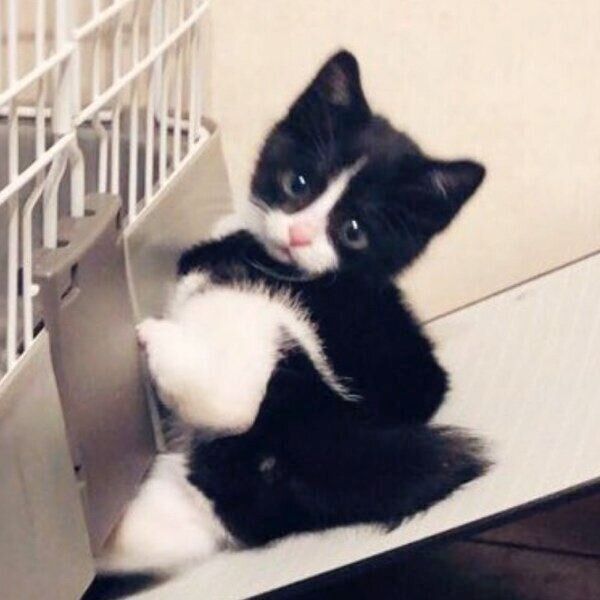 保護して少し経ったころのめいくん
