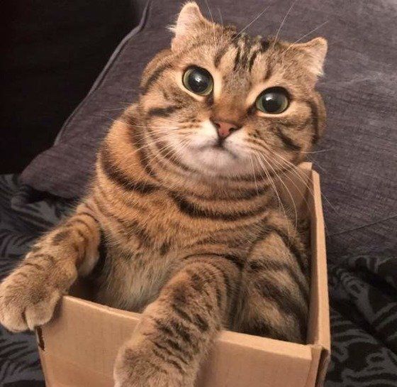 スコティッシュフォールド