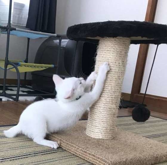 爪とぎをするMIX猫