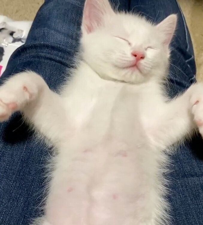 無防備な姿で眠るこちゅちゃん