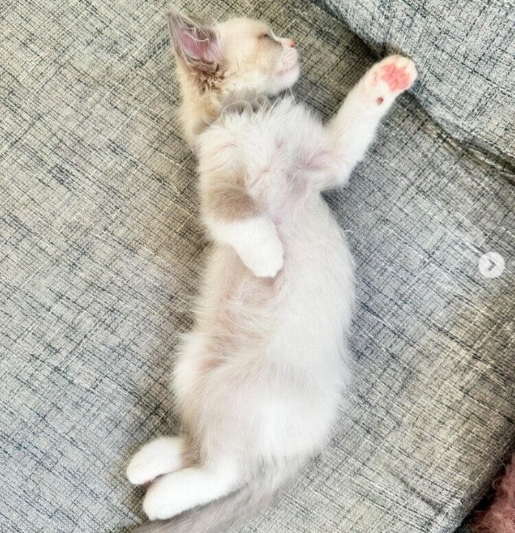 生後2カ月頃のエマちゃんの寝姿