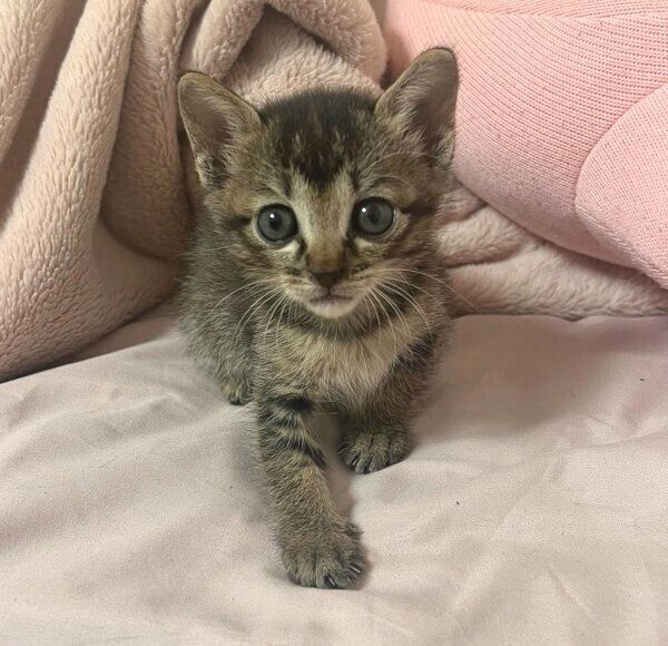 家族に迎えた日のとろろちゃん