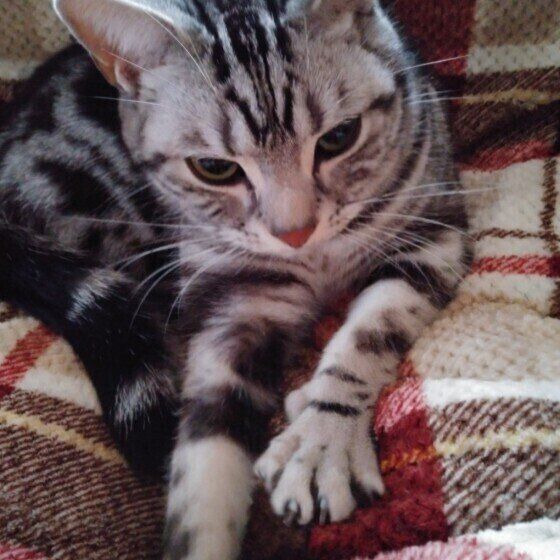 ふみふみするアメリカンショートヘア