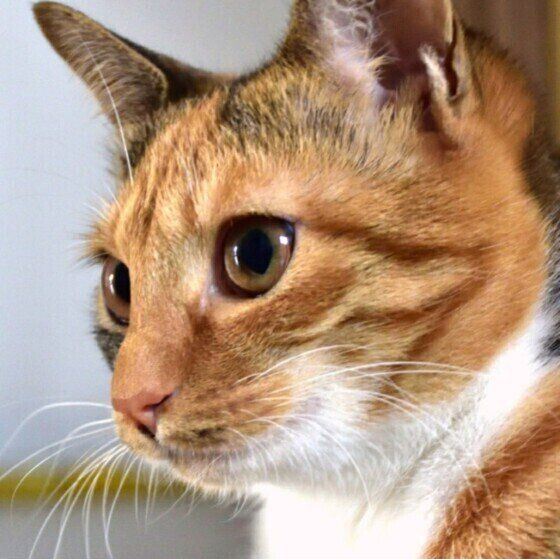 MIXミケ・鈴ちゃん・横顔