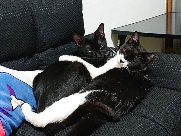 クロスくんとモンドちゃん