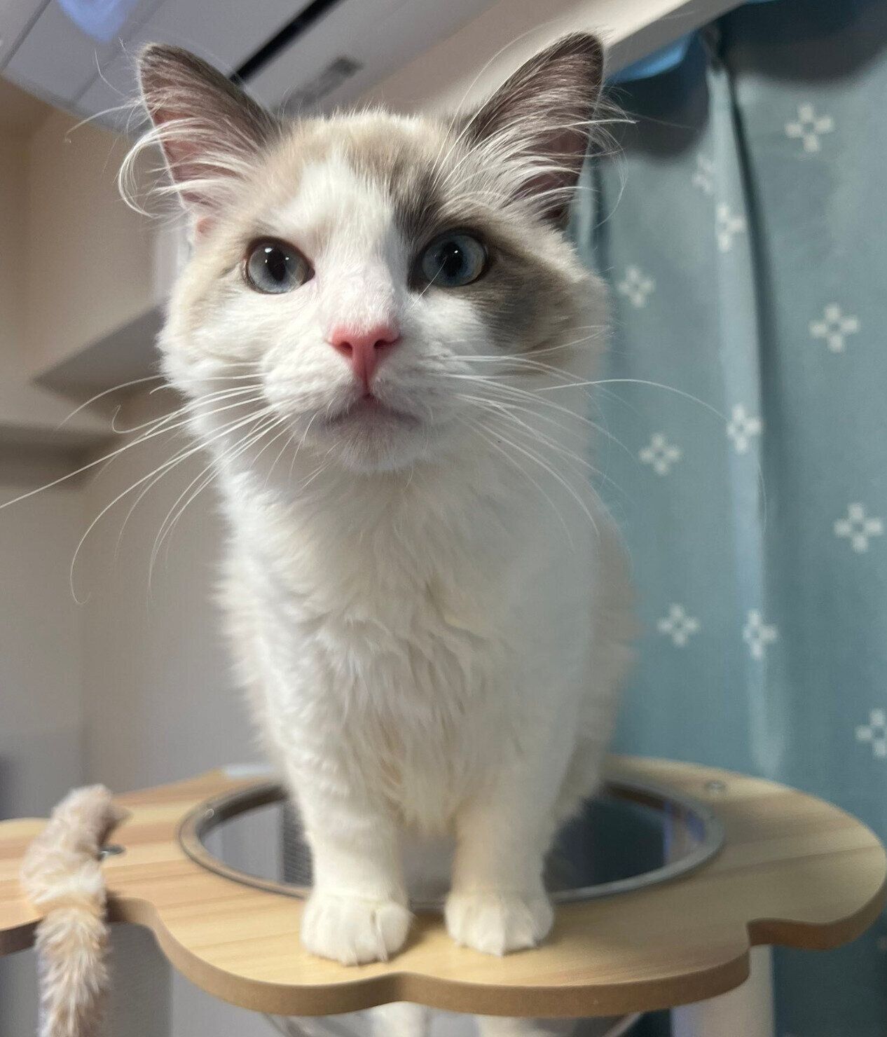 生後7カ月になったはんぺんくん