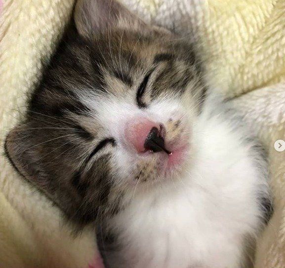 仰向けでスヤスヤ寝いている子猫