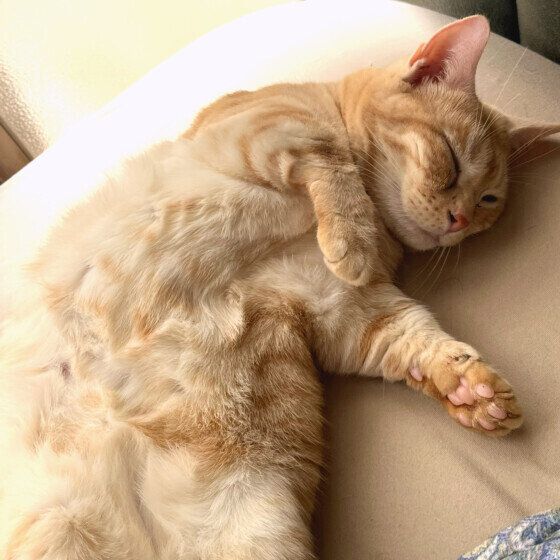 おなかを出して寝る猫