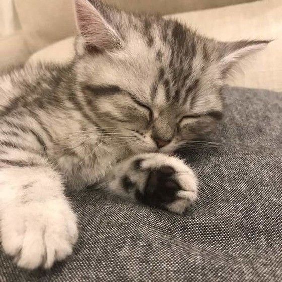 マンチカンのポー