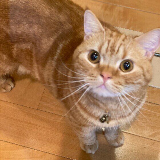 見つめるスコティッシュフォールド