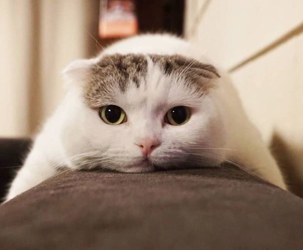 スコティッシュフォールドのライくん