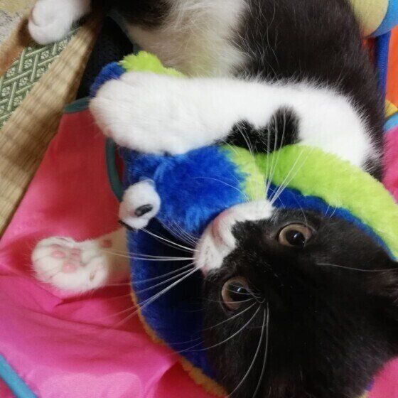 ヘビのおもちゃをカミカミする黒白猫