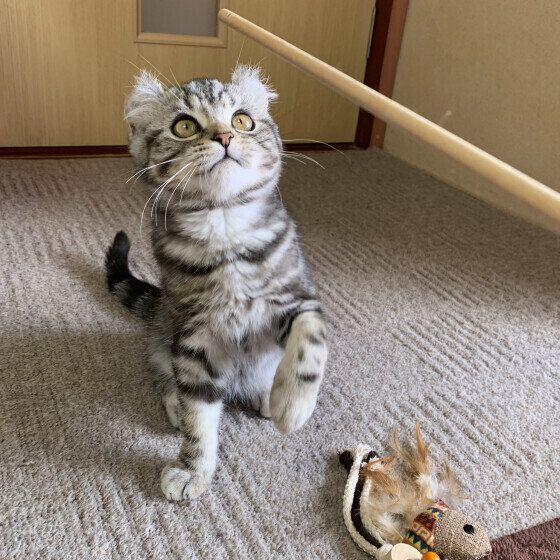 おもちゃで遊ぶアメリカンカールの蓮くん