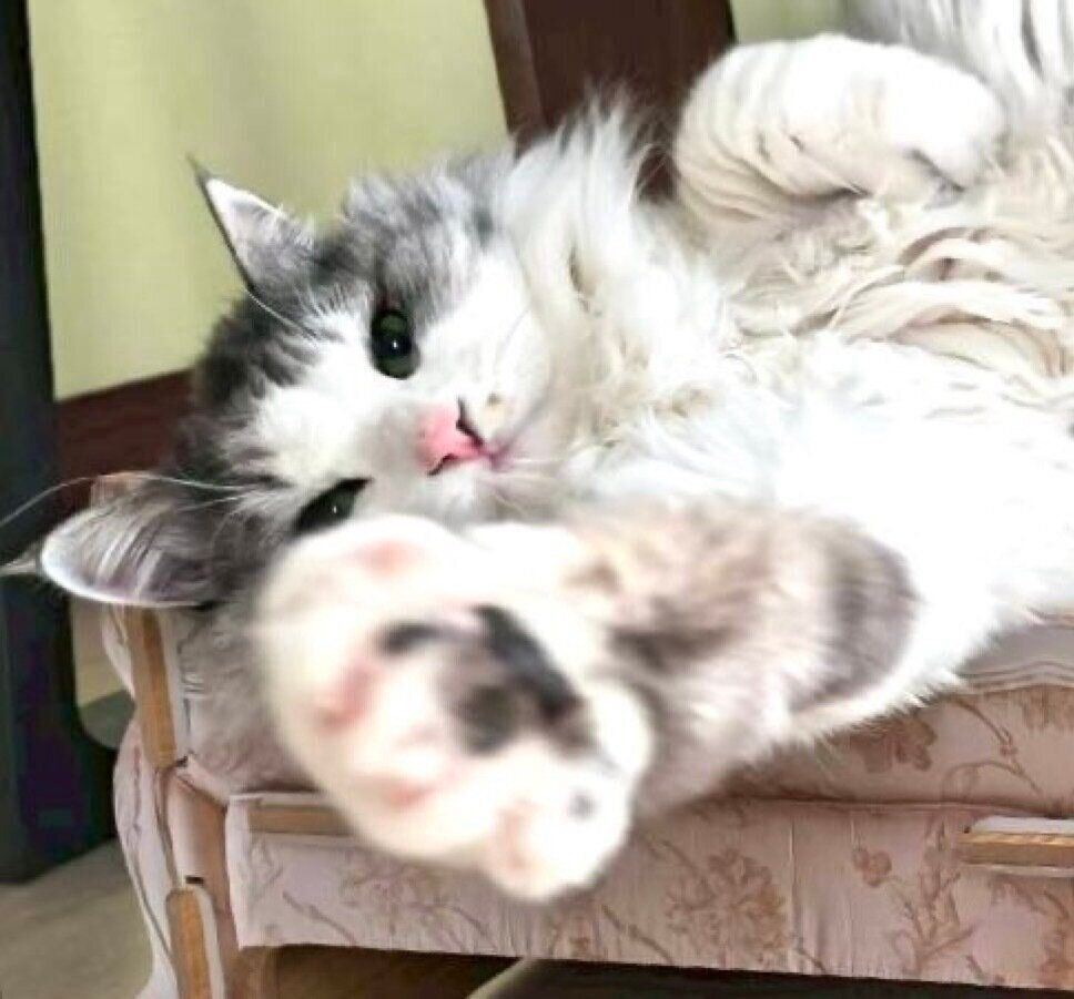 前足を伸ばすまるるちゃん。