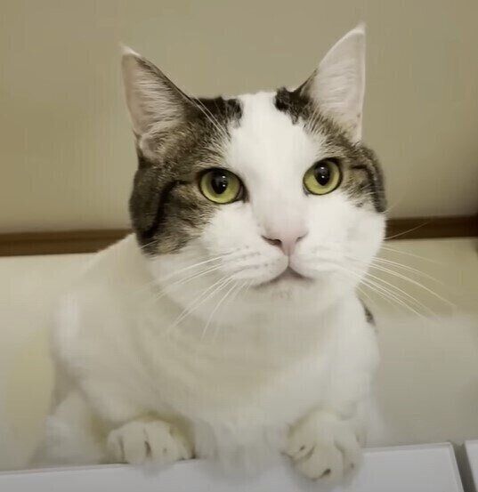冷蔵庫から下りれない猫