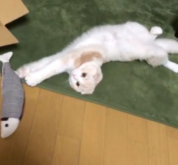 おもちゃで遊ぶスコティッシュフォールド