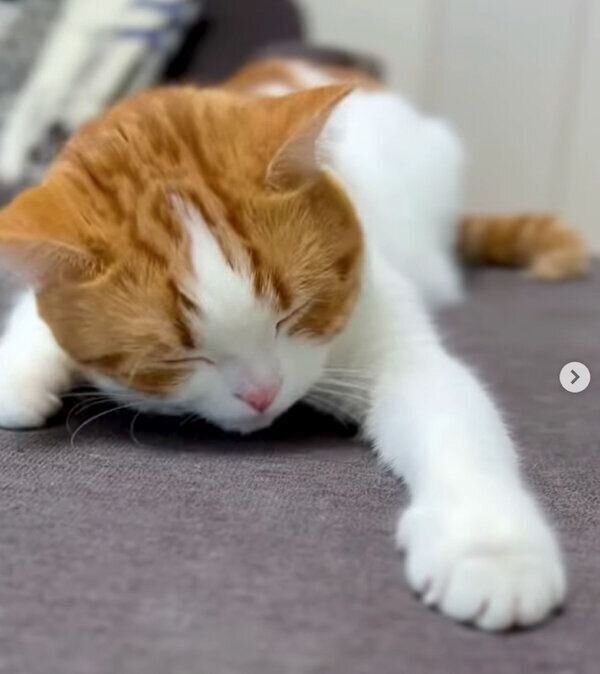 まったりするはなちゃん