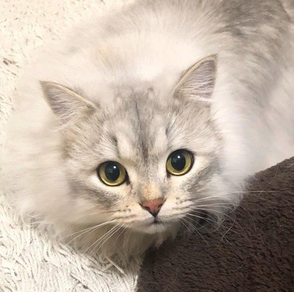 ミヌエットのぷる造ちゃん