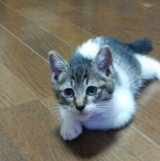 警戒モードの猫