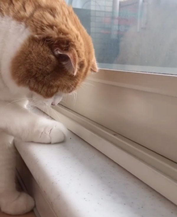 虫に翻弄されるスコティッシュフォールド