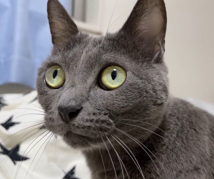 猫　ハムちゃん