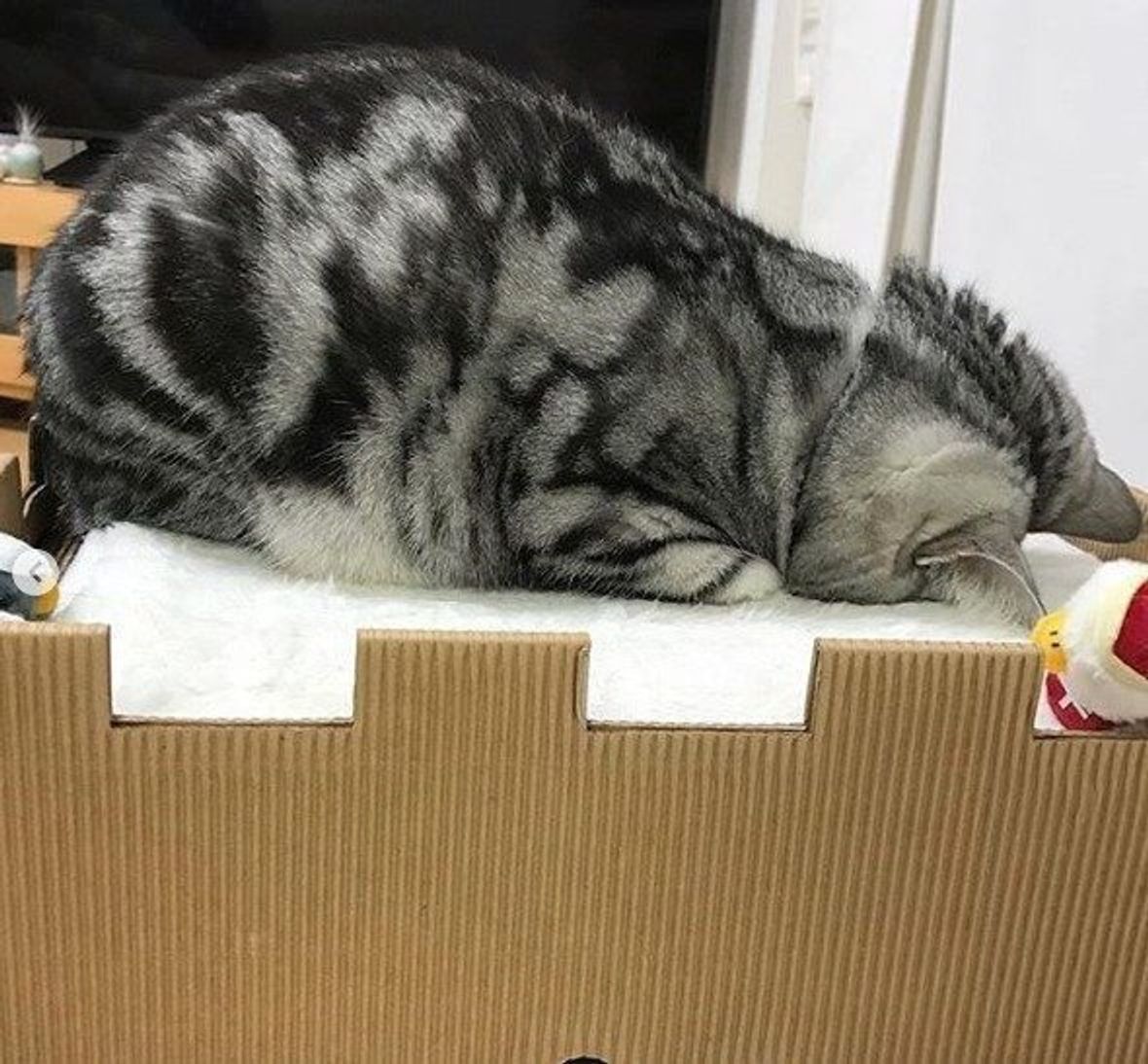 ごめん寝 ヘソ天 アンモニャイト 猫の かわいい寝姿 の意味をまとめてみた ねこのきもちweb Magazine ごめん寝 ヘソ天 アンモニャイト 猫の かわいい寝姿 の意味をまとめてみた ねこのきもちweb Magazine