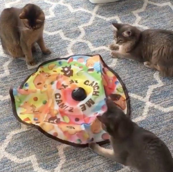 おもちゃで遊ぶ猫