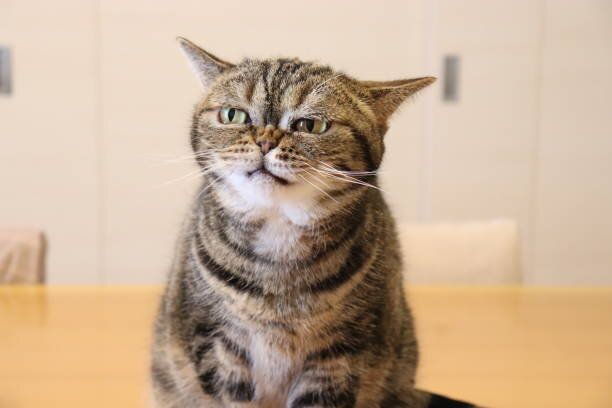 面白い顔をした猫。