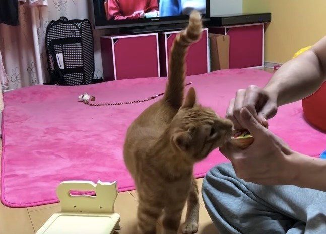 ご飯を欲しがる猫