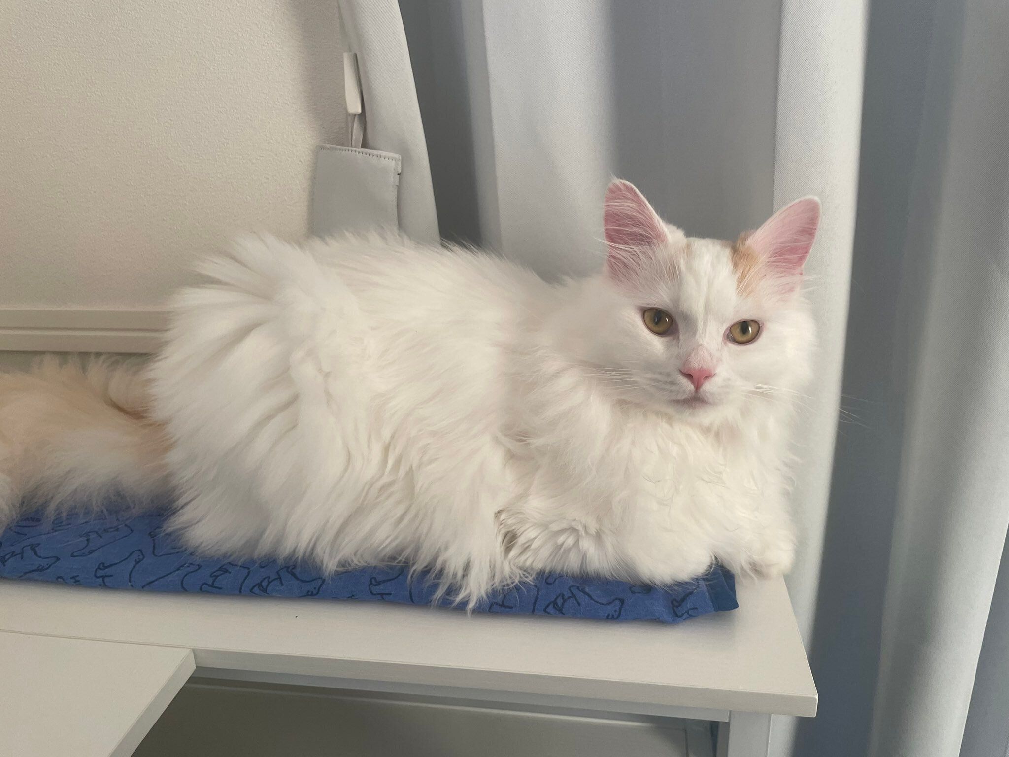 飼い主を見つめるサイベリアン