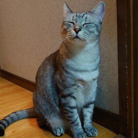 目を閉じる猫（MIX、オス）