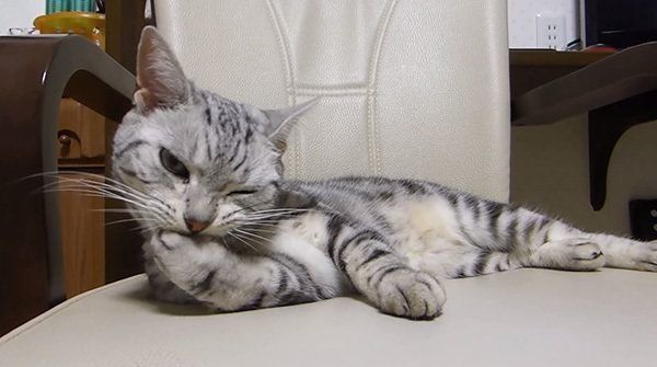 前足を舐めるアメリカンショートヘア