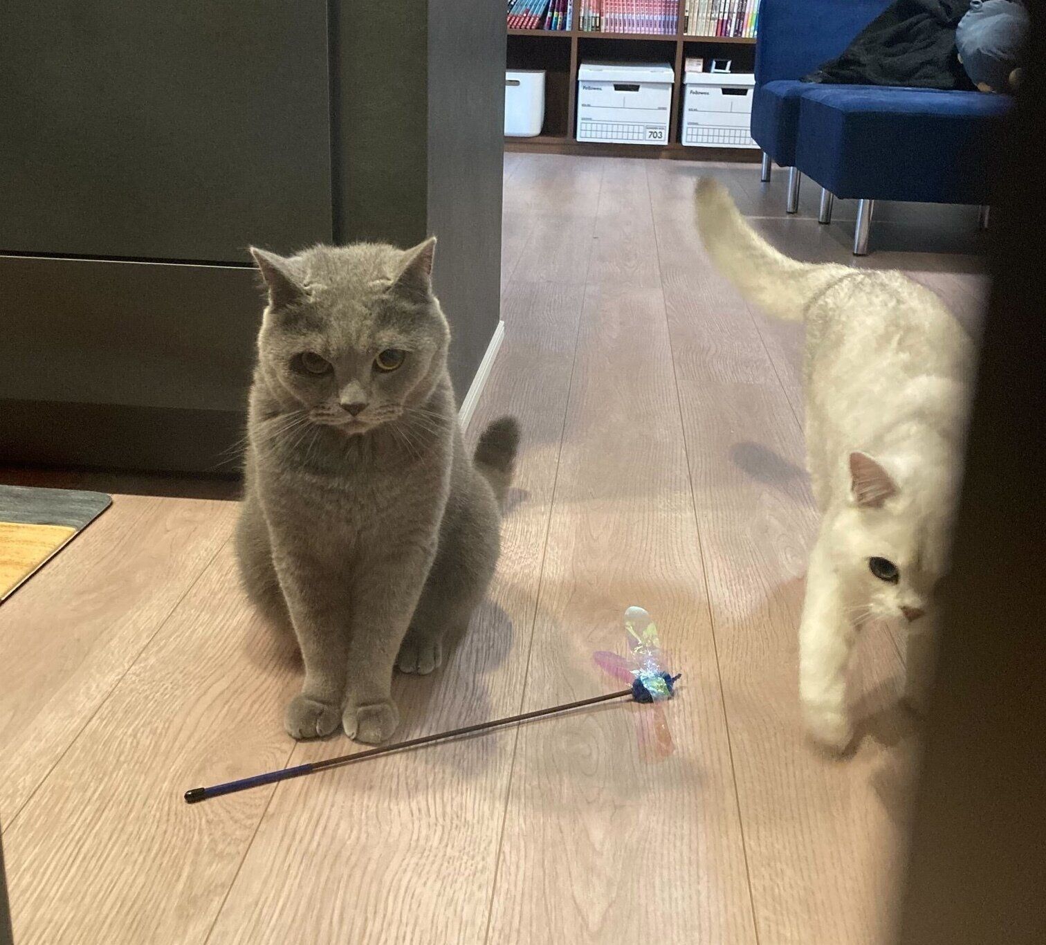 おそばくんの近くにやってきたおすしくん