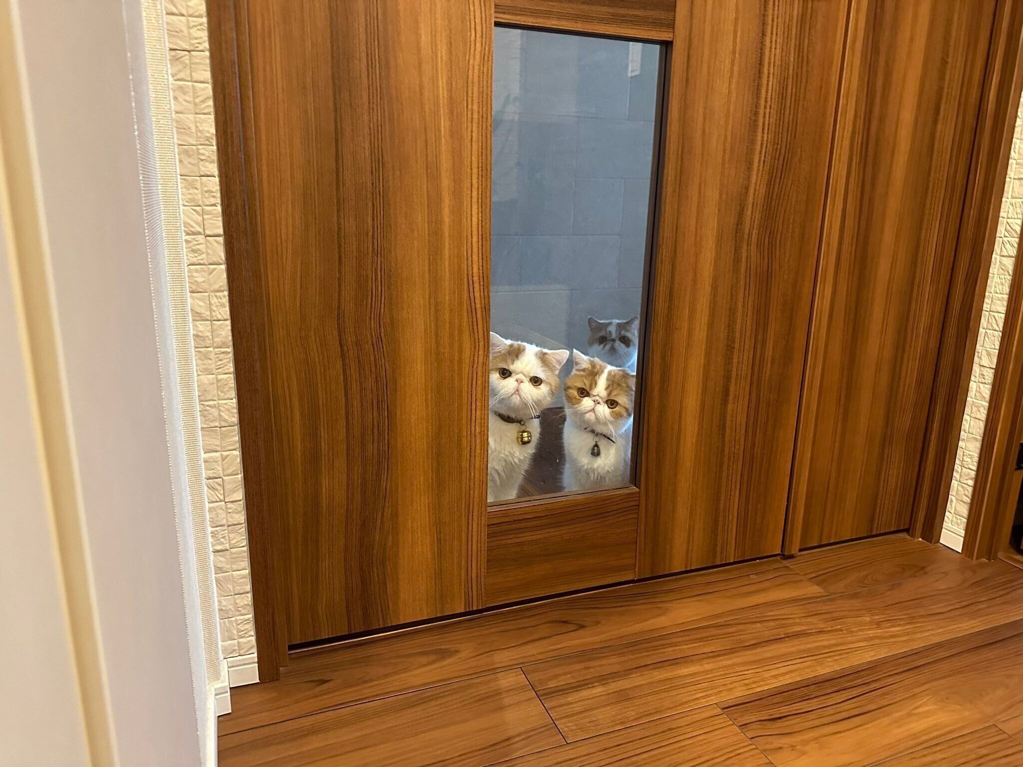 見つめる猫たち