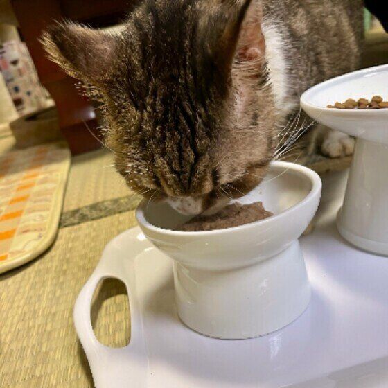 ウエットフードを食べる猫