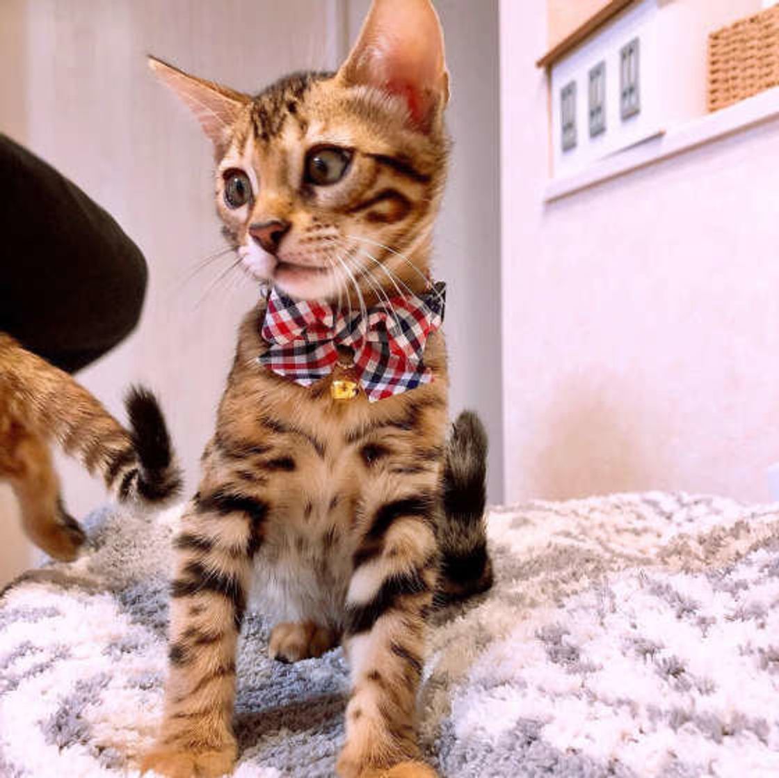 獣医師監修 見た目に反して甘えん坊なベンガル 特徴や性格を解説 ねこのきもちweb Magazine 獣医師監修 見た目に反して甘えん坊なベンガル 特徴や性格を解説 ねこのきもちweb Magazine
