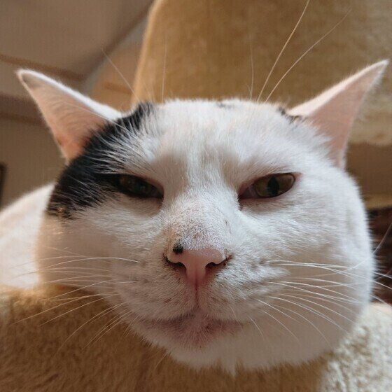 MIX黒×白のシロちゃん